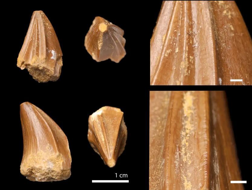 Обнаружено древнее чудовище с зубами-"отвертками": ученые озадачены