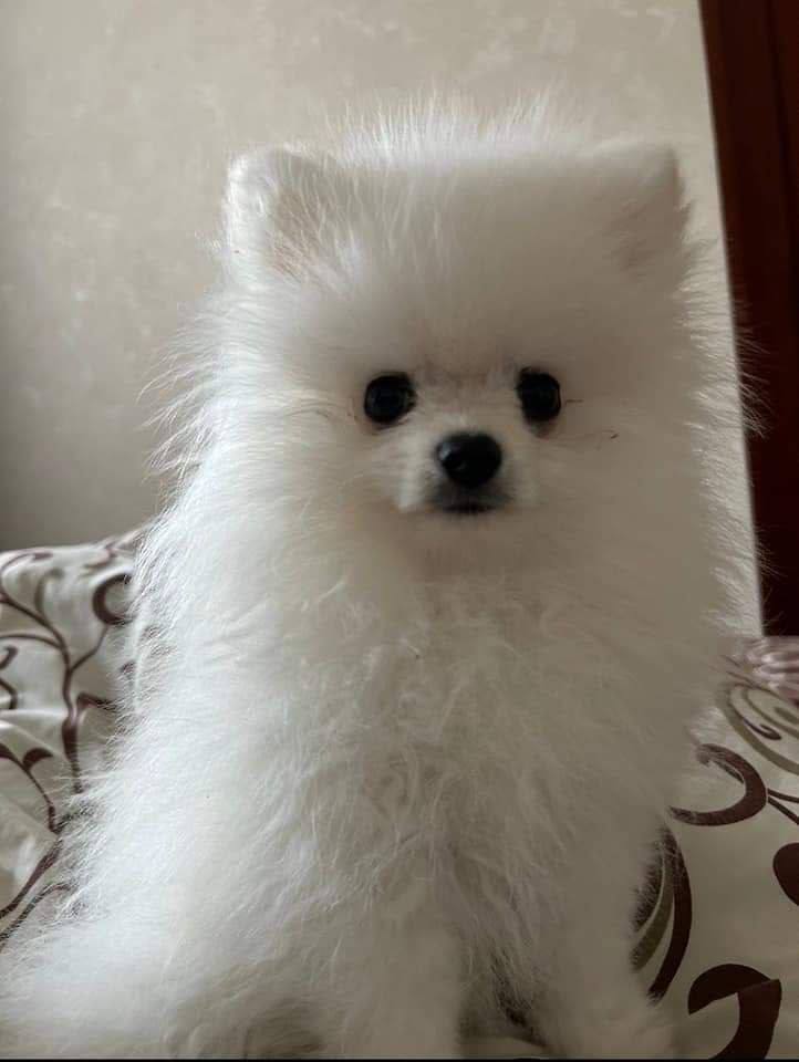 Не вбивство: експерти назвали причину смерті цуценяти у ветклініці в Білій Церкві на Київщині