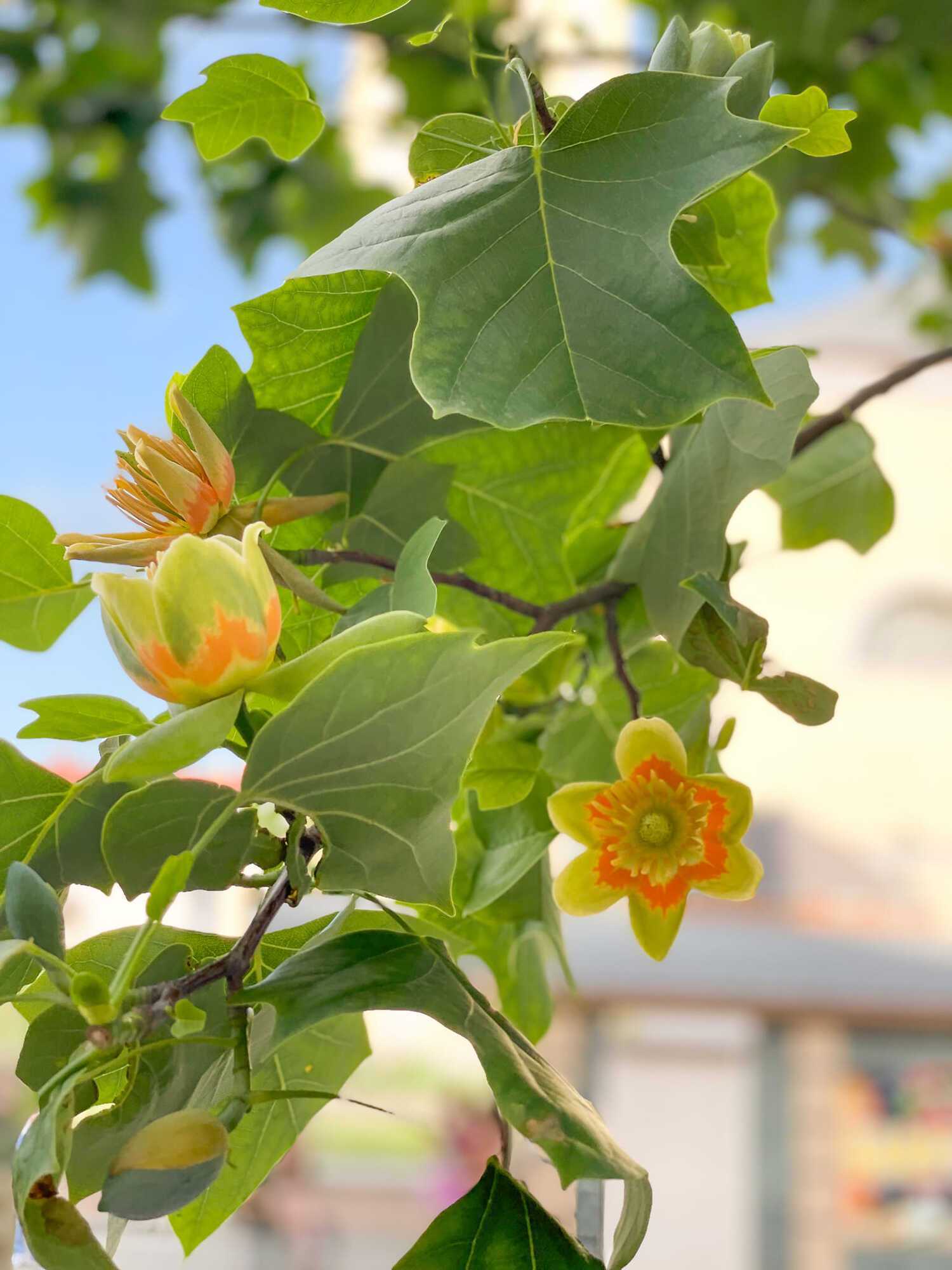 У Мукачеві зацвіли екзотичні тюльпанові дерева: вперше їх завезли в Україну в 1813 році. Фото