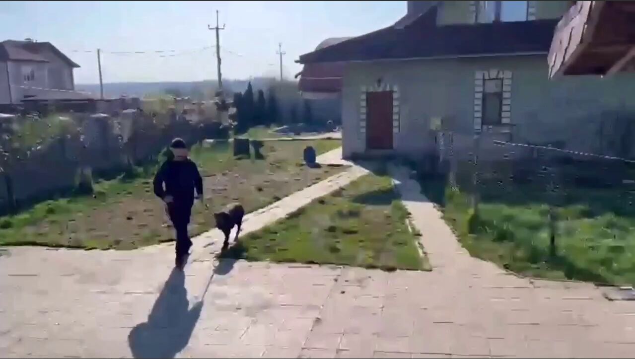 На Київщині у власника вилучили собак бійцівської породи, які покусали жінку з дитиною. Відео