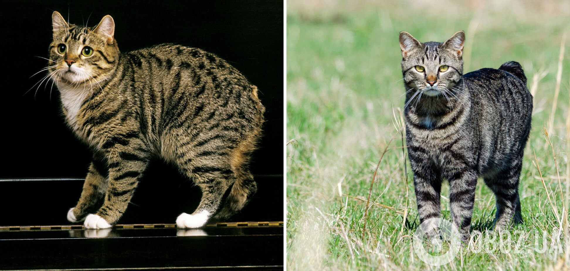 Какие кошки лучше всего ловят мышей: породы-охотники. Фото