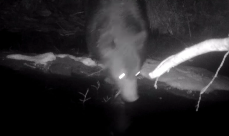 Редкий случай: в Карпатах бурый медведь попал в фотоловушку. Видео