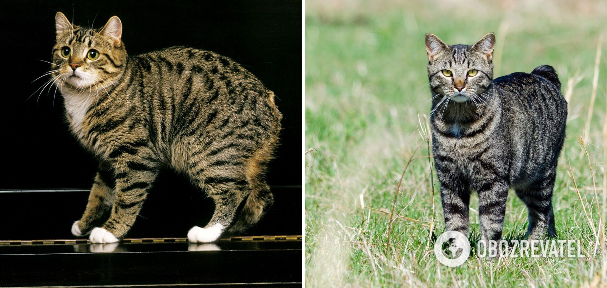 Какие кошки живут дольше всего: по человеческим меркам до 100 лет