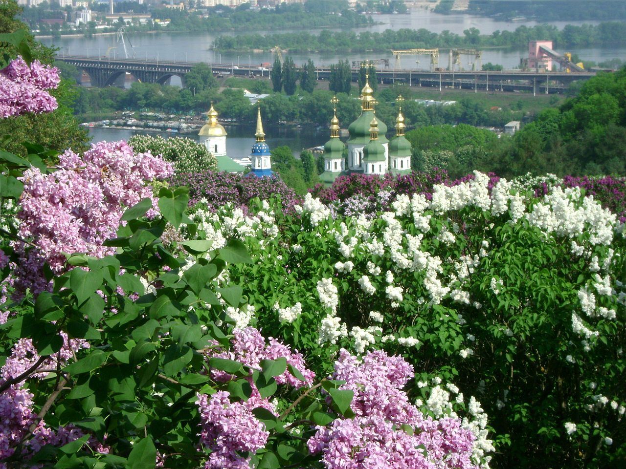 У мережі показали, який вигляд мав відомий київський Сад бузків у ботсаду Гришка у 1950-х роках. Архівне фото