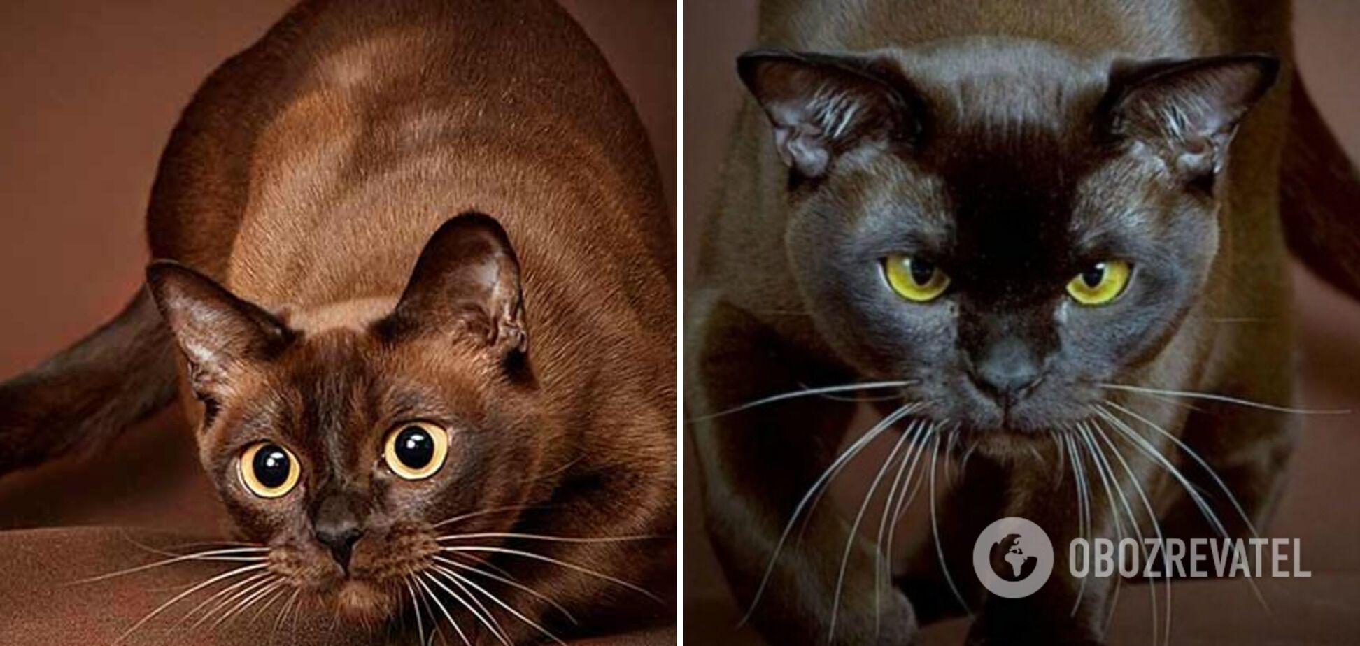 У каких кошек самые красивые глаза: фото поразительных пород