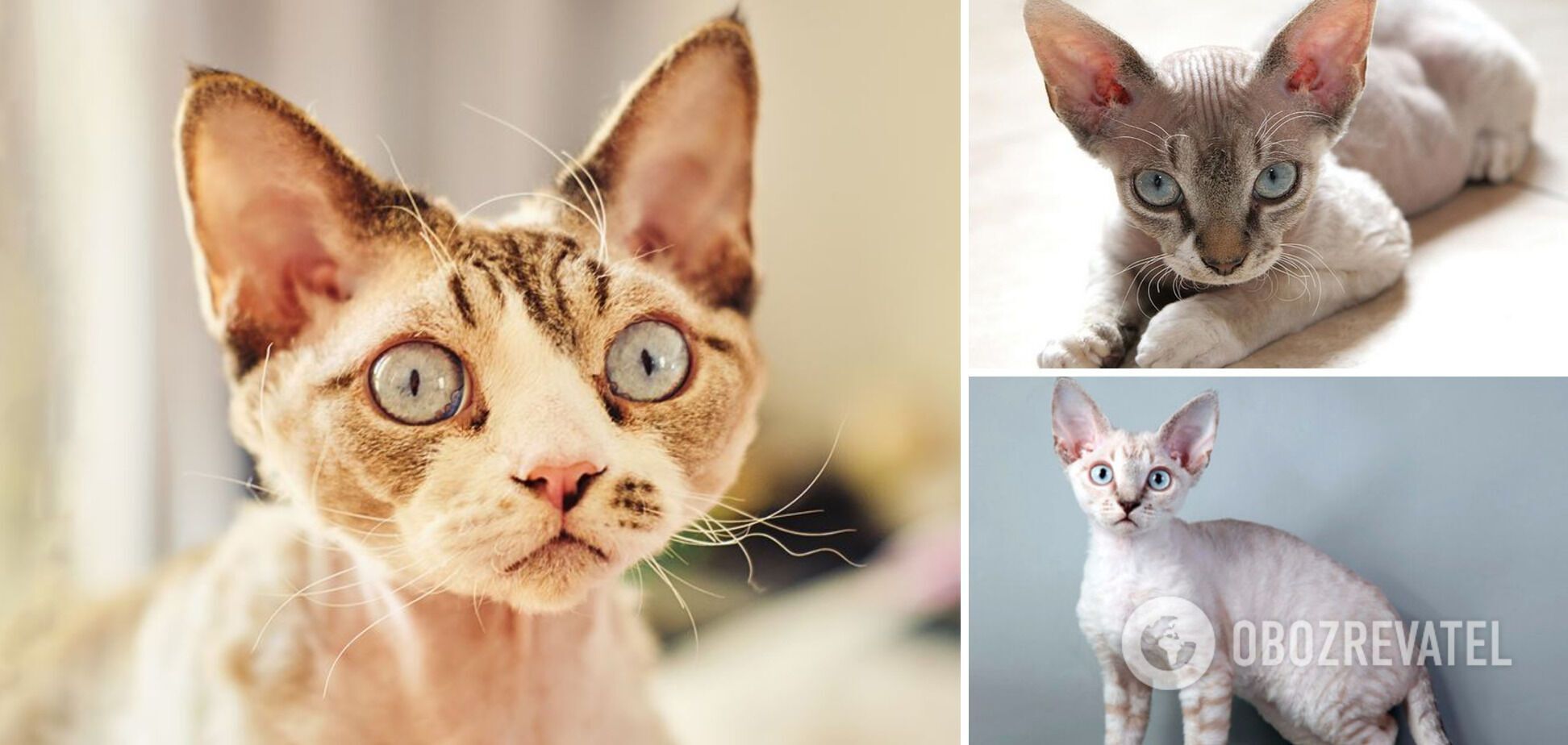 У яких котів найгарніші очі: фото вражаючих порід