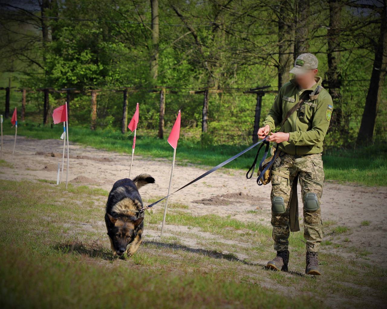 "Мінно-розшукові функції в дії": прикордонники показали, як службові собаки допомагають розміновувати територію. Фото