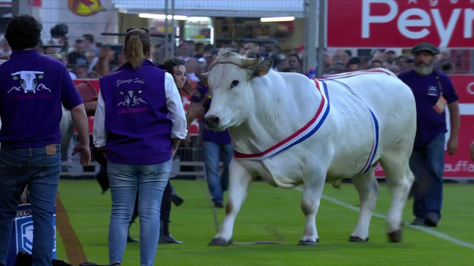 Во Франции сорвавшийся бык выбежал на стадион и разогнал игроков. Видео