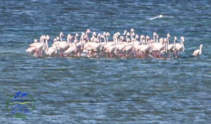 В Одесскую область прилетели фламинго: впечатляющие фото из заповедника