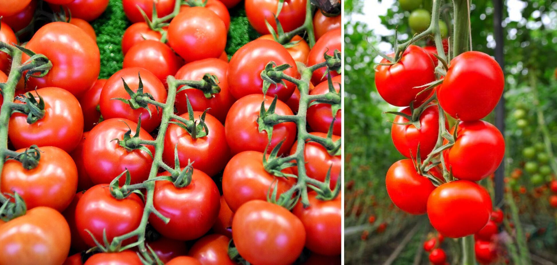 Для чого тепличні помідори посипати цукром: результат вас здивує 