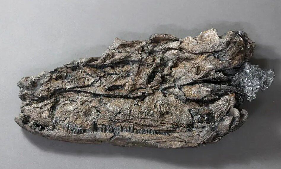 Окаменевшие остатки черепа Crassigyrinus