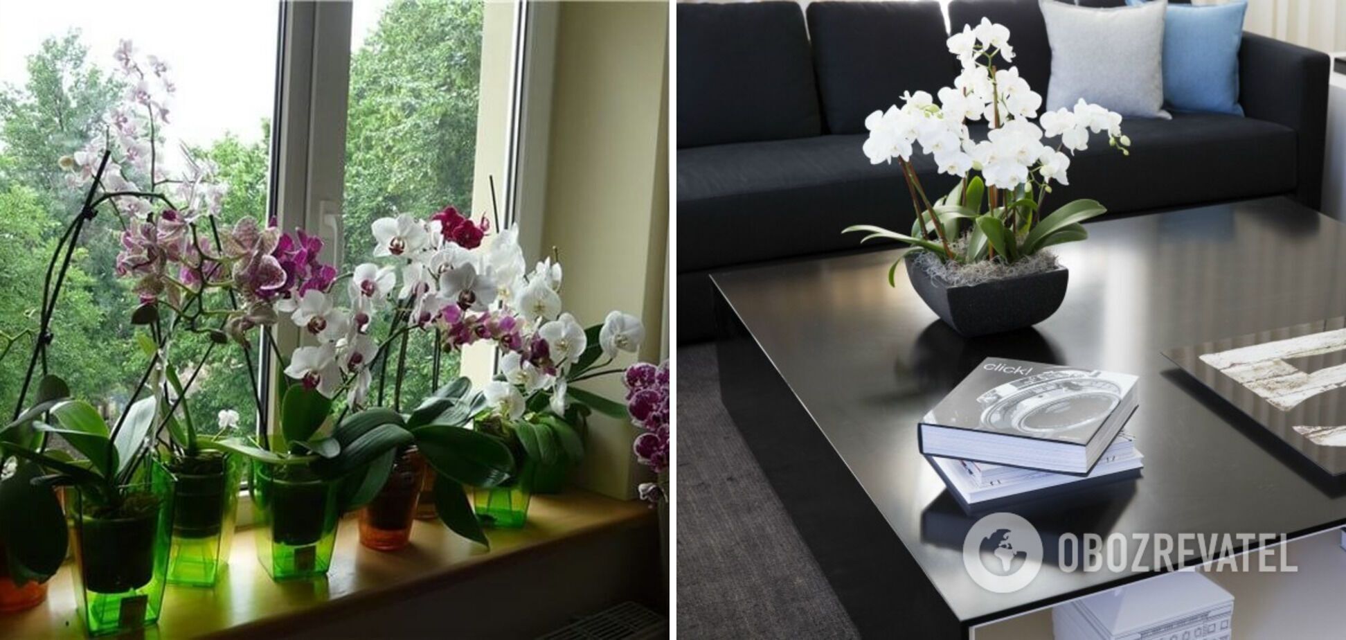 Самые яркие комнатные цветы: как растения станут украшением интерьера. Фото