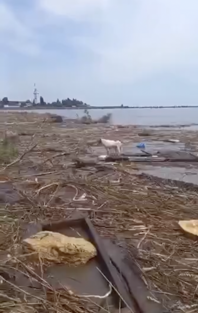 Собаку з Херсонщини на дошці прибило до берега біля Одеси: його врятували місцеві жителі. Зворушливе відео