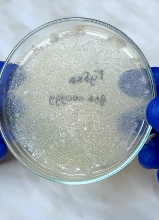 Мікроби на поверхні губки