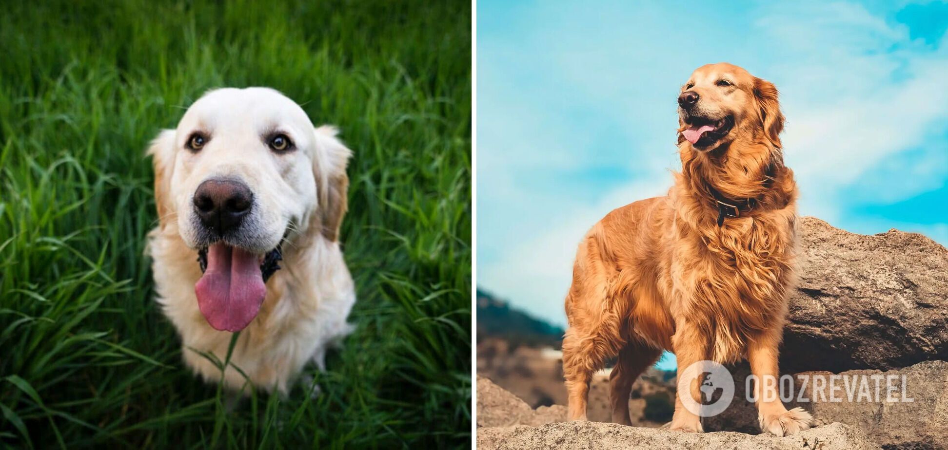 Какие собаки больше всего любят хозяина: две породы, действующие как антидепрессанты