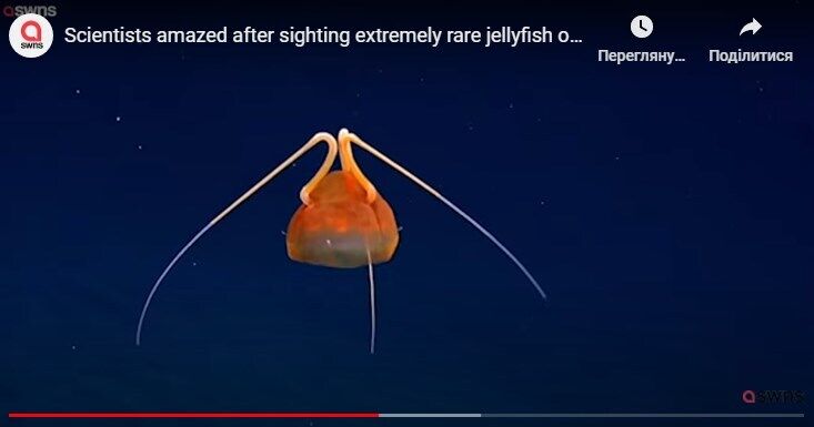 Ученые обнаружили редкую коричневую медузу, которую раньше видели только раз. Фото и видео