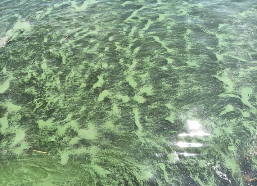 Уже не Чорне: море в Одесі "зацвіло" токсичними бактеріями, фахівці пояснили причину. Фото