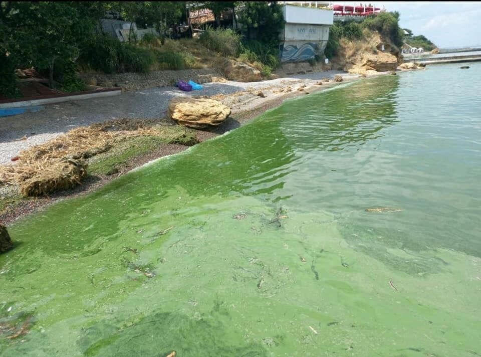 Уже не Черное: море в Одессе "зацвело" токсичными бактериями, специалисты объяснили причину. Фото