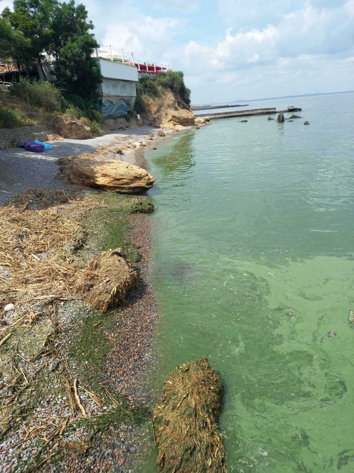 Уже не Чорне: море в Одесі "зацвіло" токсичними бактеріями, фахівці пояснили причину. Фото
