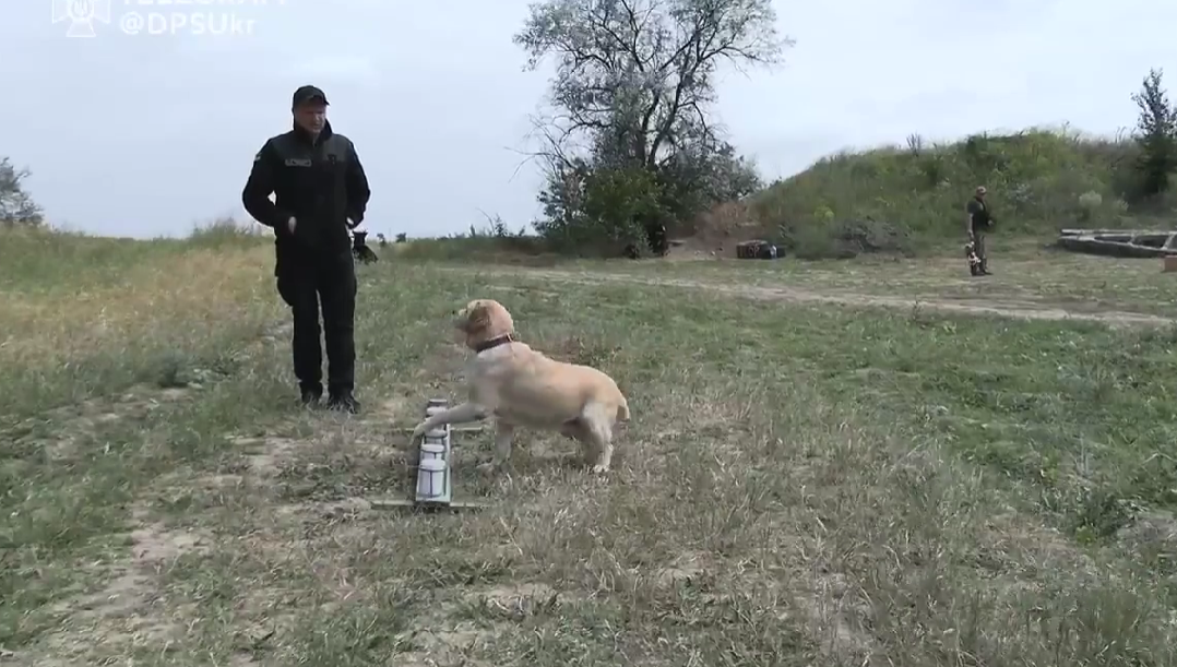 Звездная неделя четвероногих: пограничники показали уровень натренированности служебных собак. Видео