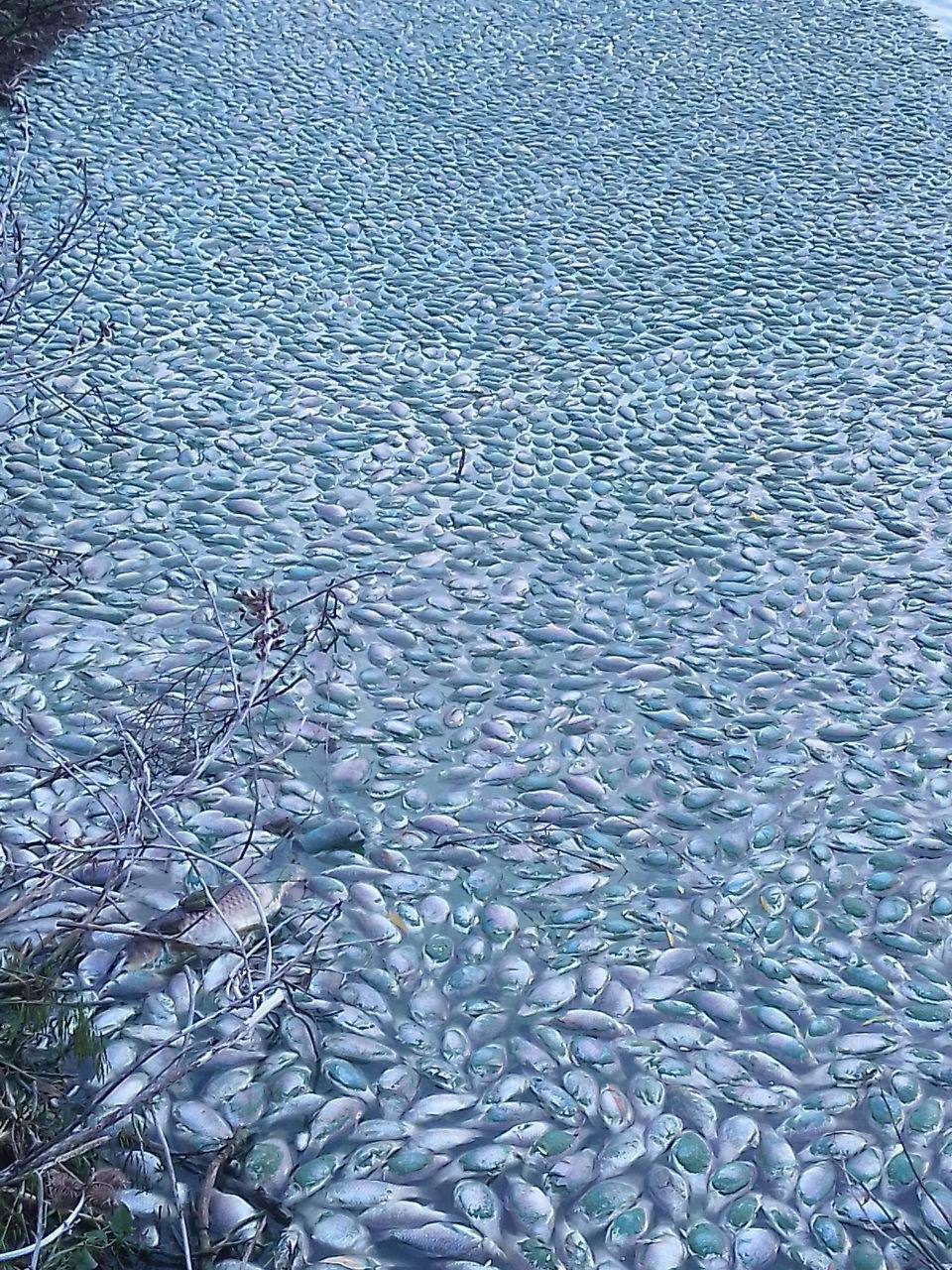 Так выглядит экоцид: в Херсонской области из-за подрыва Каховской ГЭС массовый мор рыбы. Фото