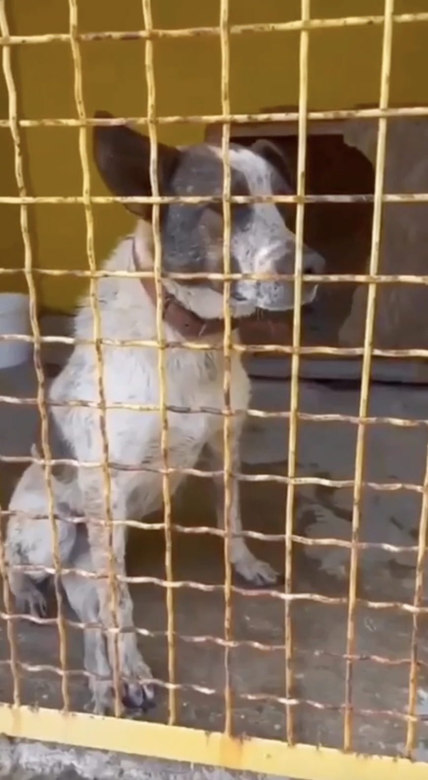 Делали массаж сердца: волонтерам удалось вернуть к жизни собаку из Херсонской области. Видео