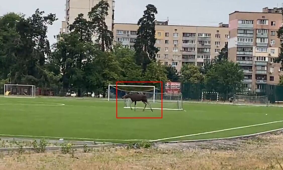 В Киеве заметили лося, гулявшего в парке Партизанской славы. Фото и видео