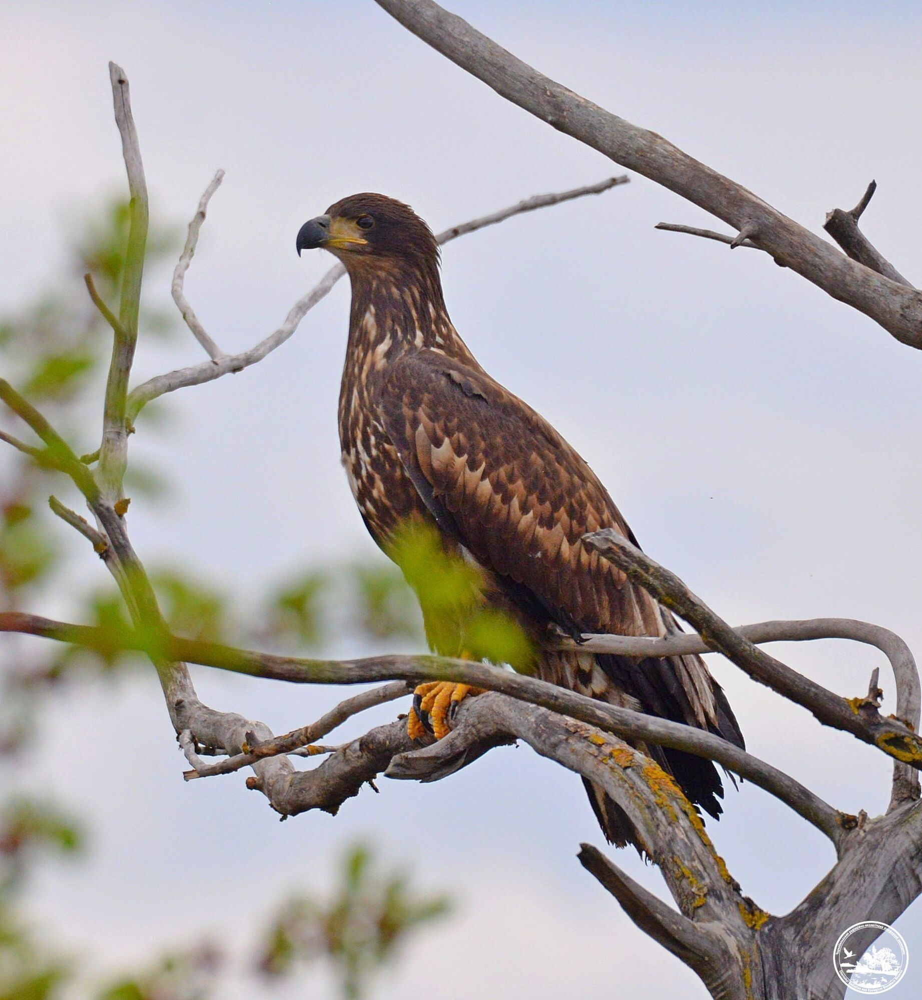 У Чорнобильській зоні помітили величного хижого птаха, якого часто зображують на марках та монетах. Фото