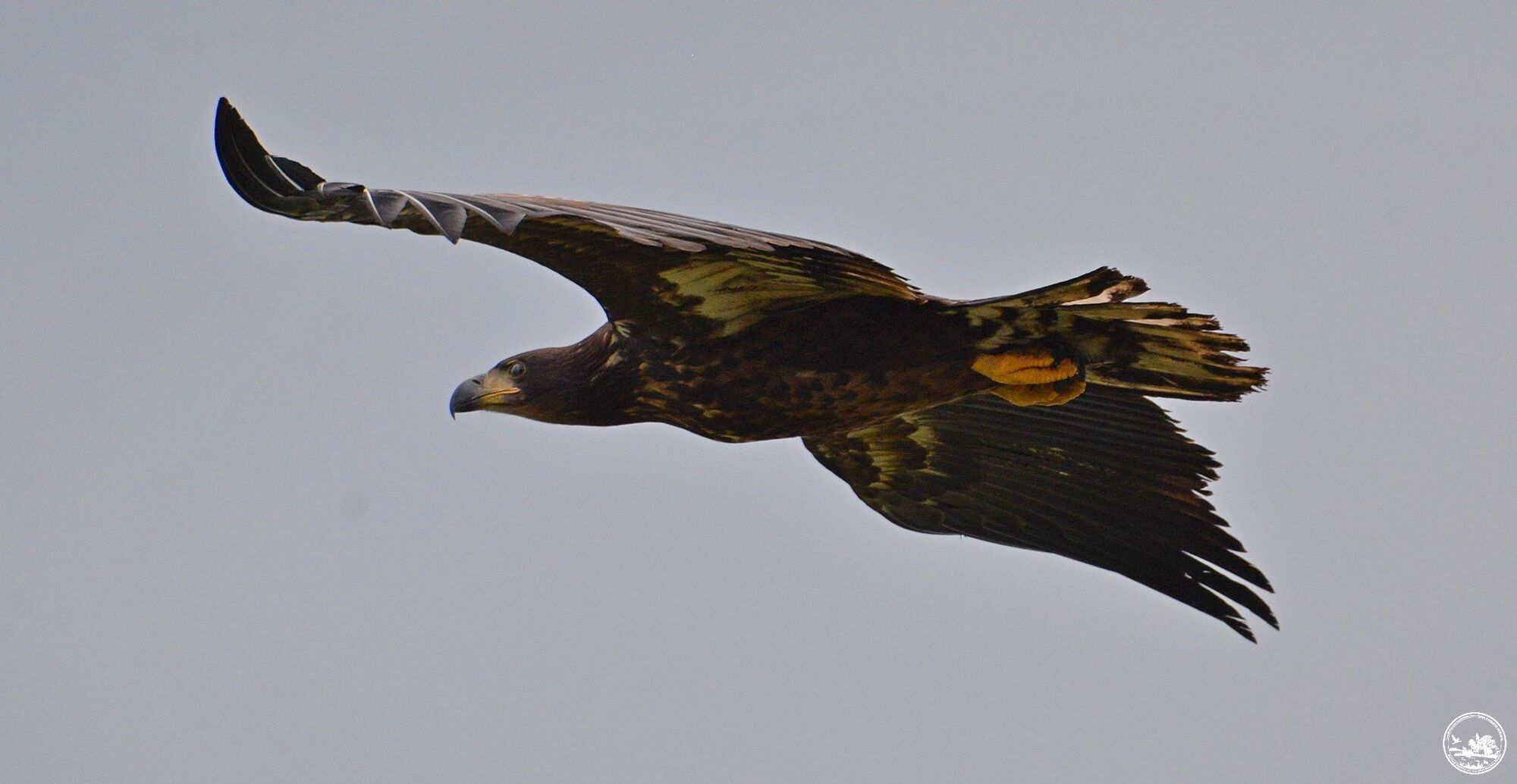 У Чорнобильській зоні помітили величного хижого птаха, якого часто зображують на марках та монетах. Фото