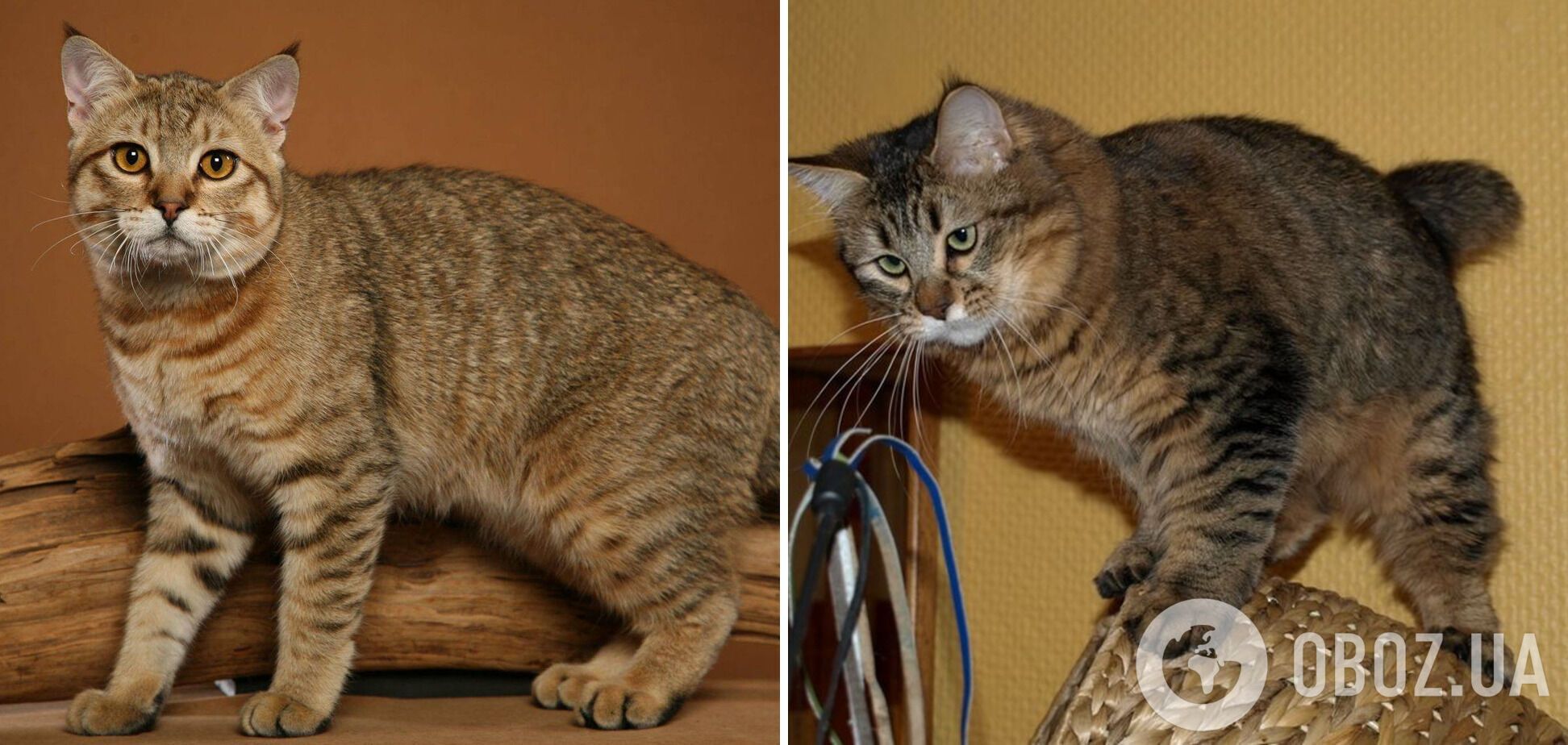 Не только персидские: какие кошки имеют самую длинную шерсть