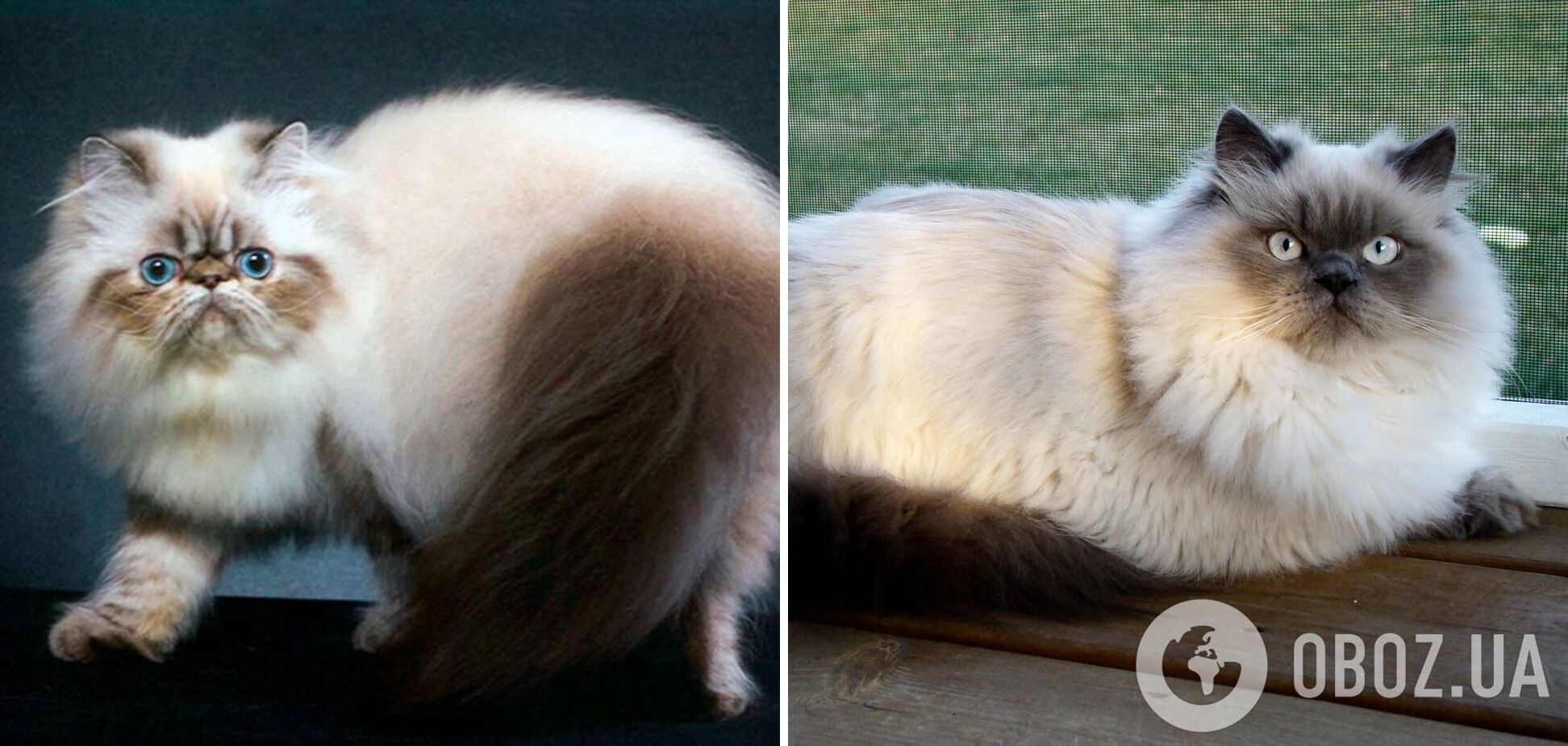 Не только персидские: какие кошки имеют самую длинную шерсть