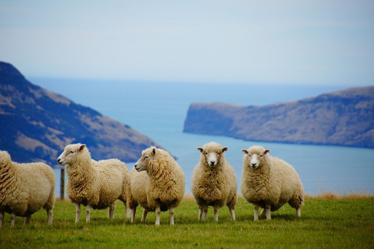 Много овец и никакой коррупции: что нужно знать перед поездкой в Новую Зеландию