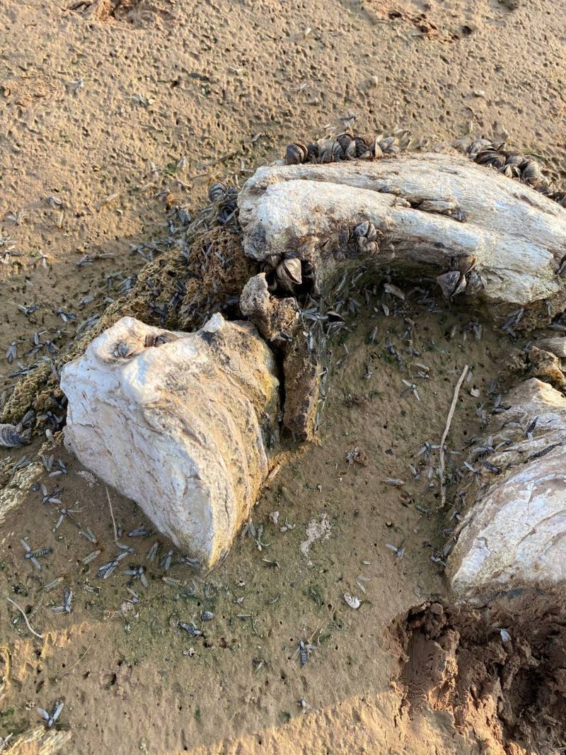 На дне Каховского водохранилища были обнаружены предметы времен казачества, Византии и кости мамонтов. Фото