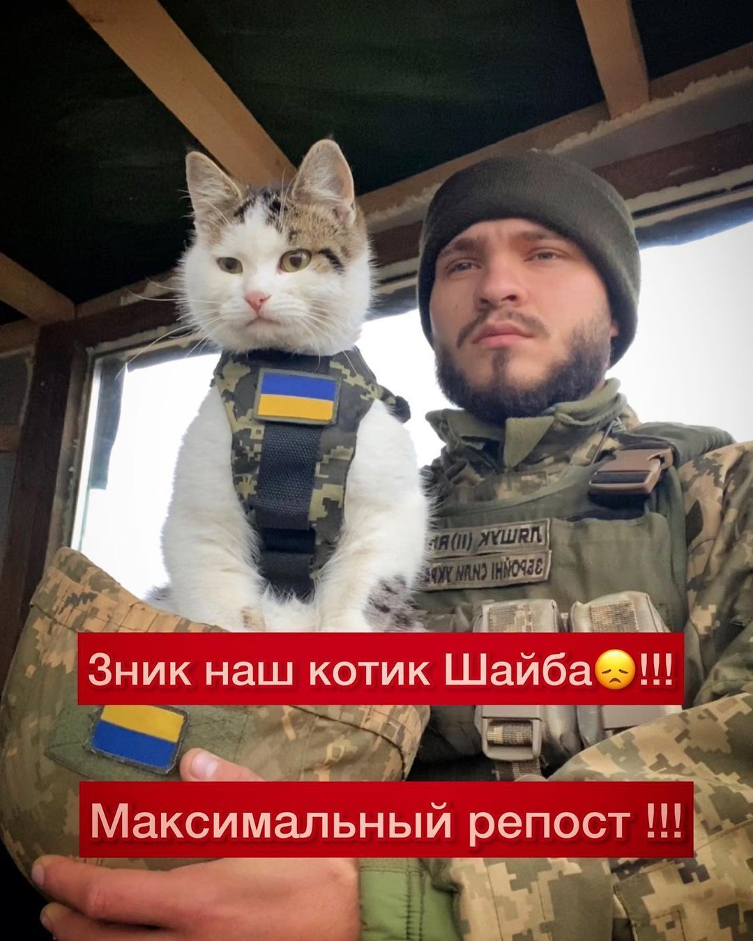 "Це розбиває серце": на Одещині зник бойовий котик "Шайба", військовий попросив допомоги. Фото
