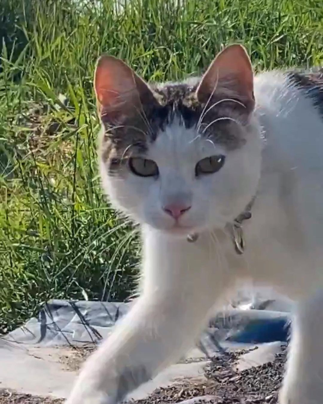 "Це розбиває серце": на Одещині зник бойовий котик "Шайба", військовий попросив допомоги. Фото