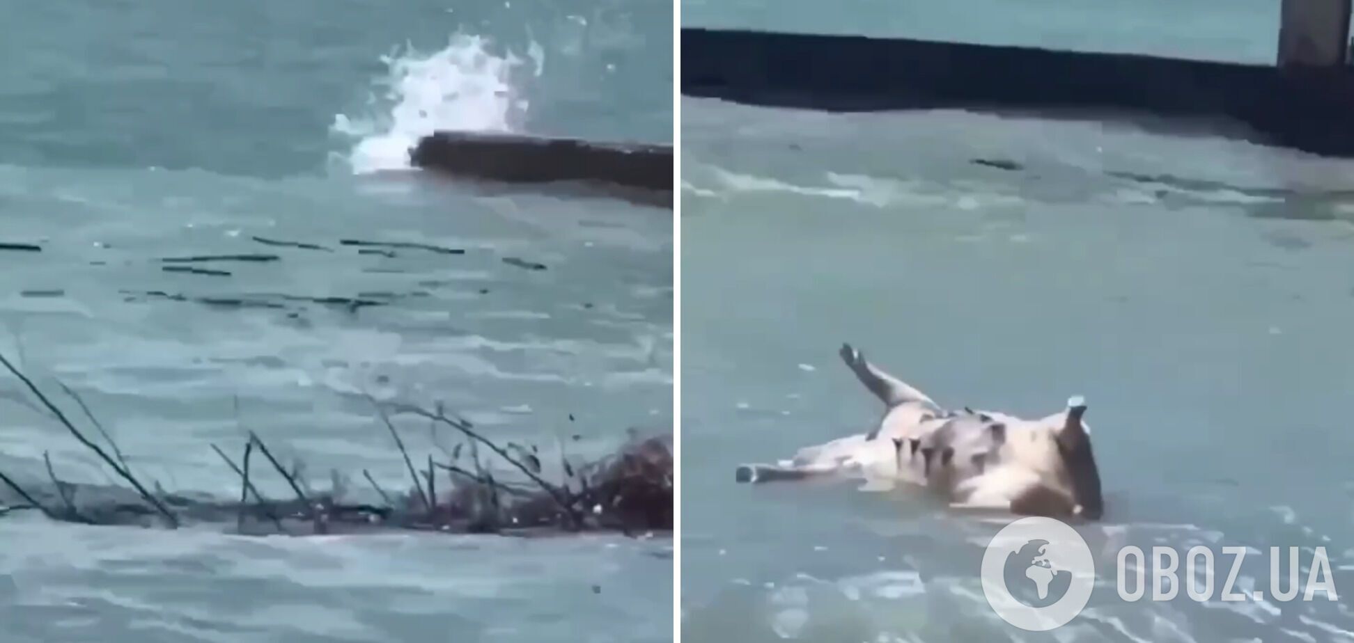 Последствия подрыва Каховской ГЭС россиянами: трупы животных из Херсона прибило к побережью Абхазии. Видео
