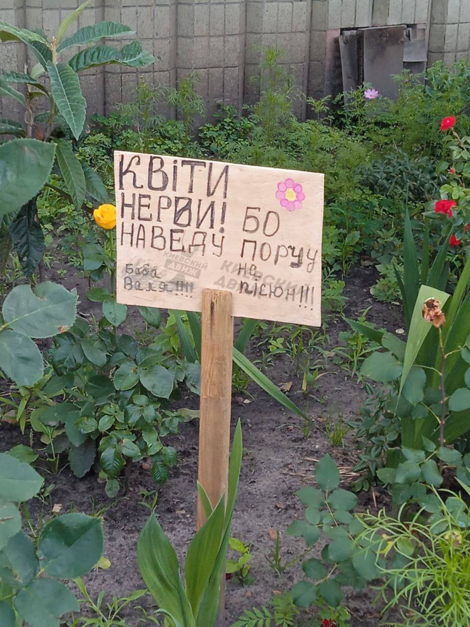 "Наведу порчу": у Києві на Троєщині жінка оголосила війну крадіям квітів з клумби. Фото