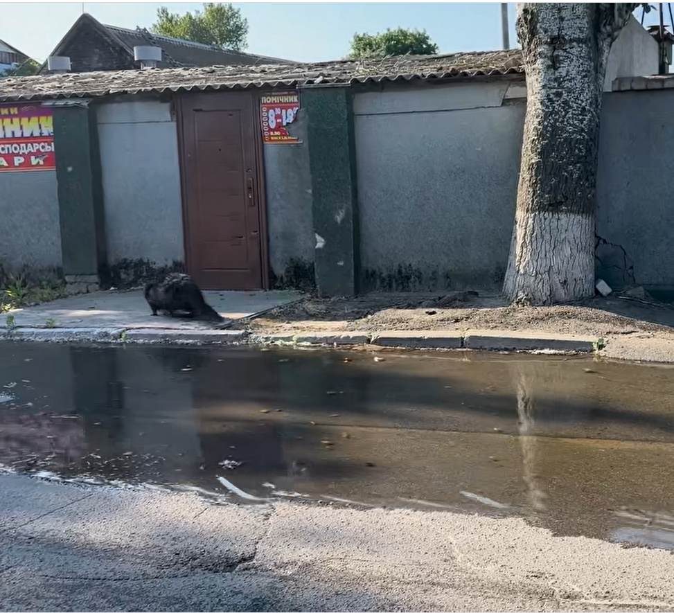 Після підриву Каховської ГЕС відкриється піщане дно та розпочнуться пилові бурі, але Запорізька АЕС встоїть