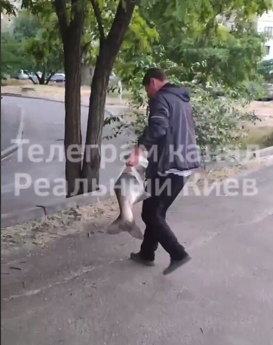 У Києві чоловік виловив величезну рибу. Відео