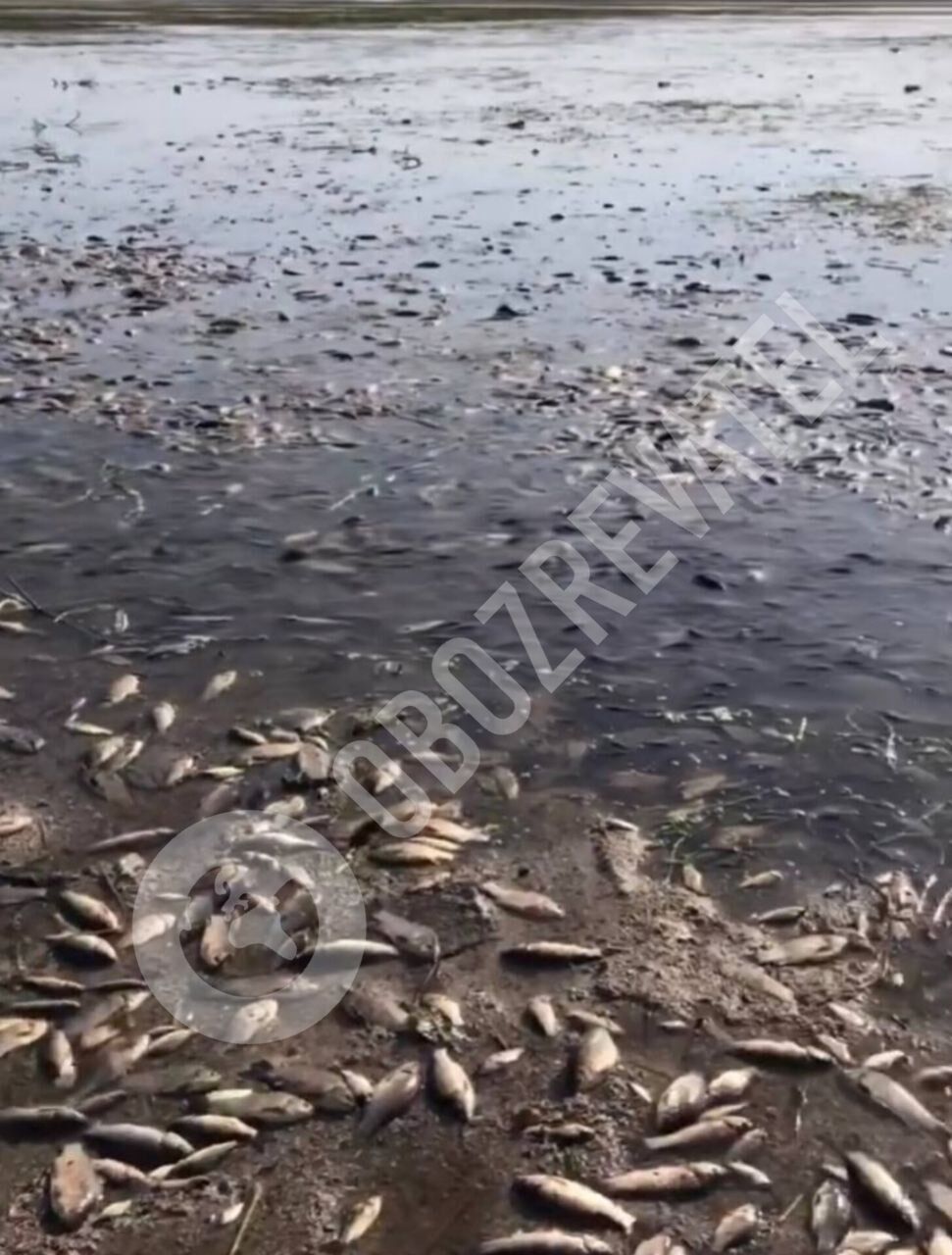 В Марьянском на Днепропетровщине зафиксирован массовый мор рыбы из-за последствий подрыва Каховской ГЭС. Фото и видео