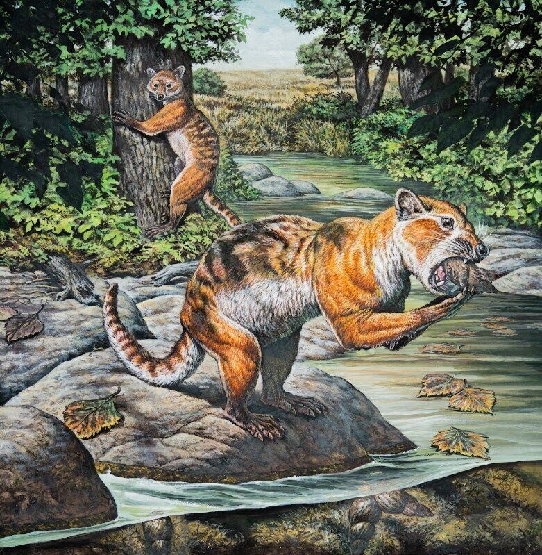 Кото-выдро-медведь Eoarctos vorax