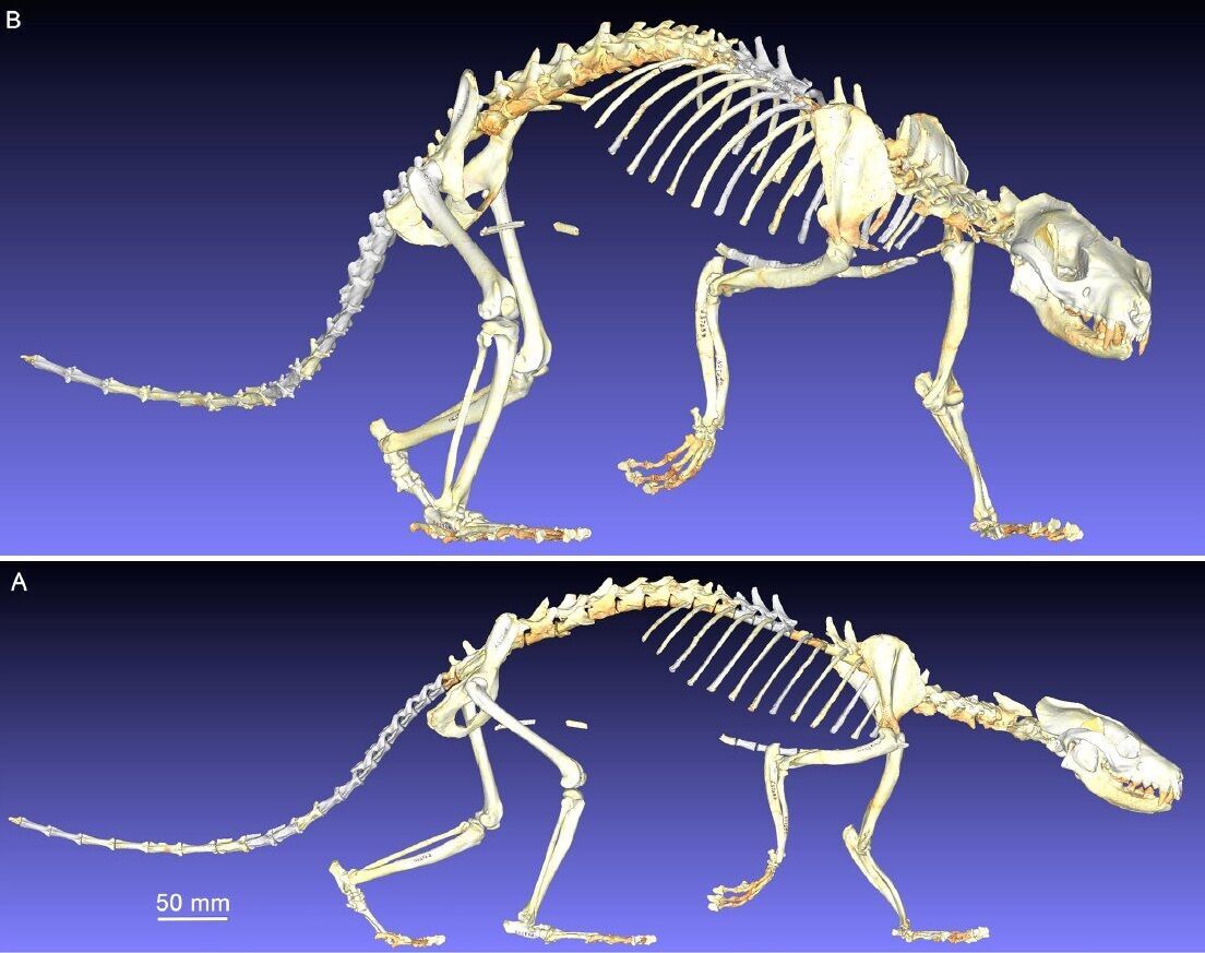 Скелет Eoarctos vorax