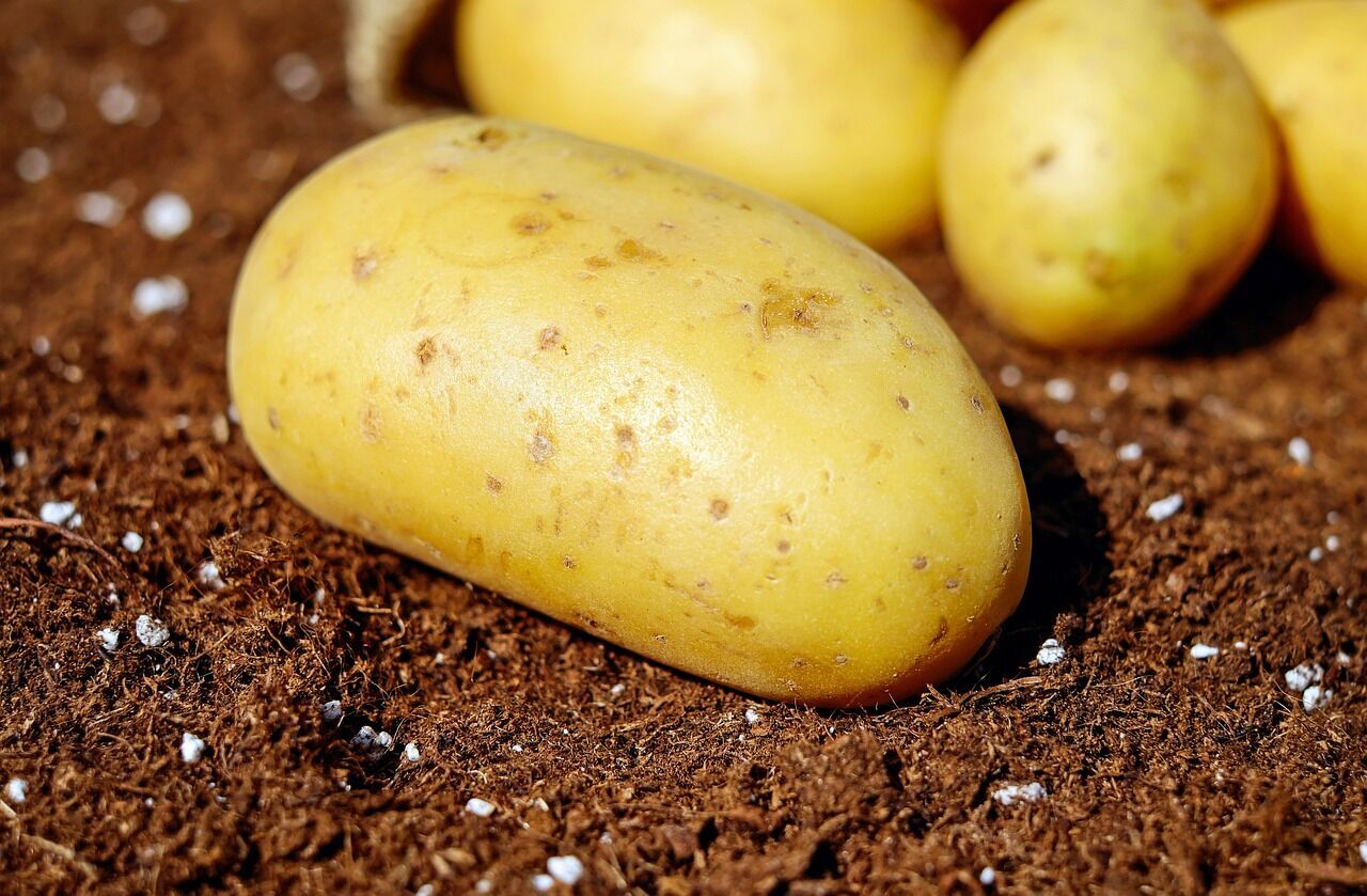 Як позбутися нітратів у картоплі