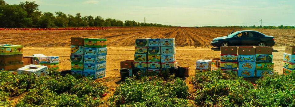 Херсонские арбузы и помидоры исчезнут: что ждёт украинский рынок после катастрофы на Каховской ГЭС