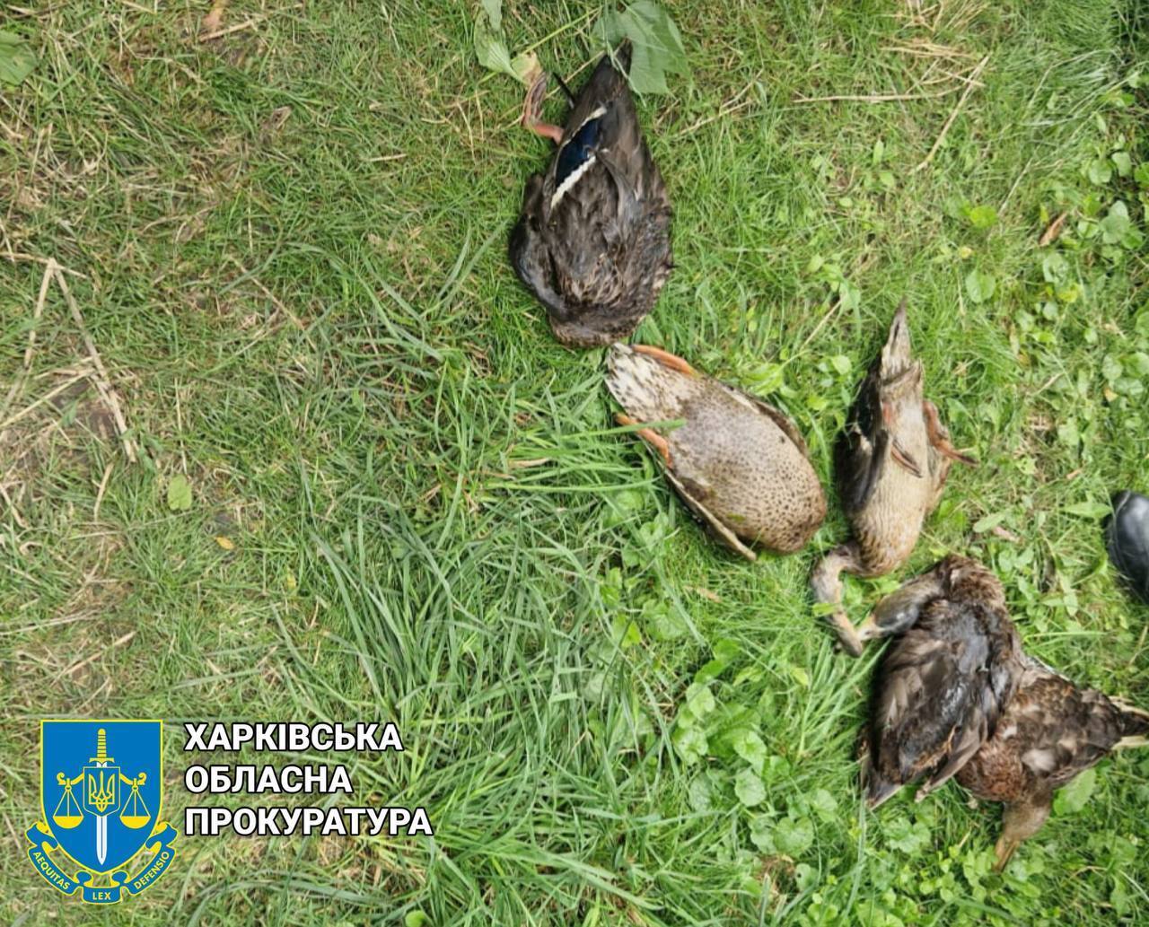 На Харківщині масовий мор риби: у воді виявлено масляні плями. Фото