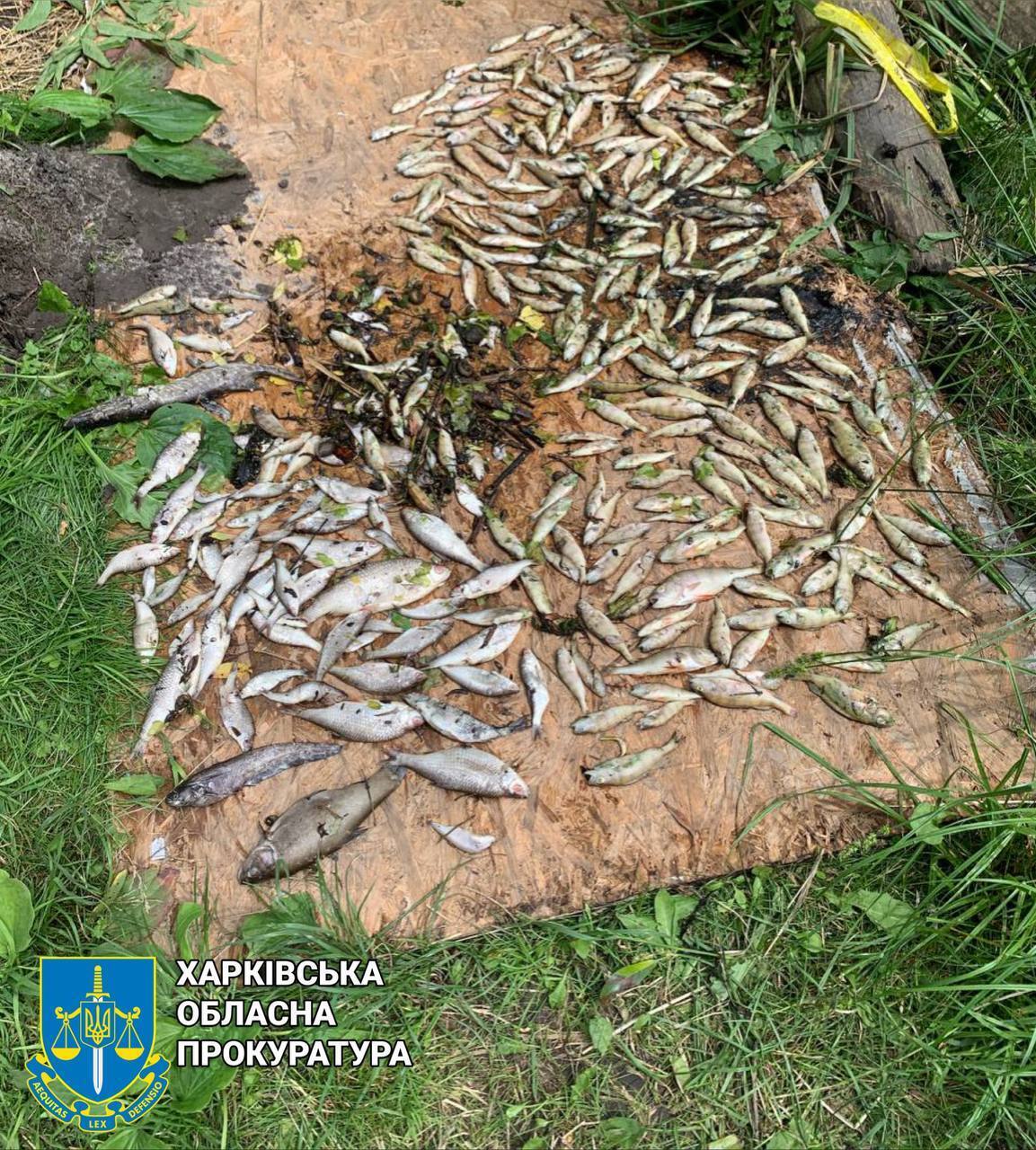На Харківщині масовий мор риби: у воді виявлено масляні плями. Фото