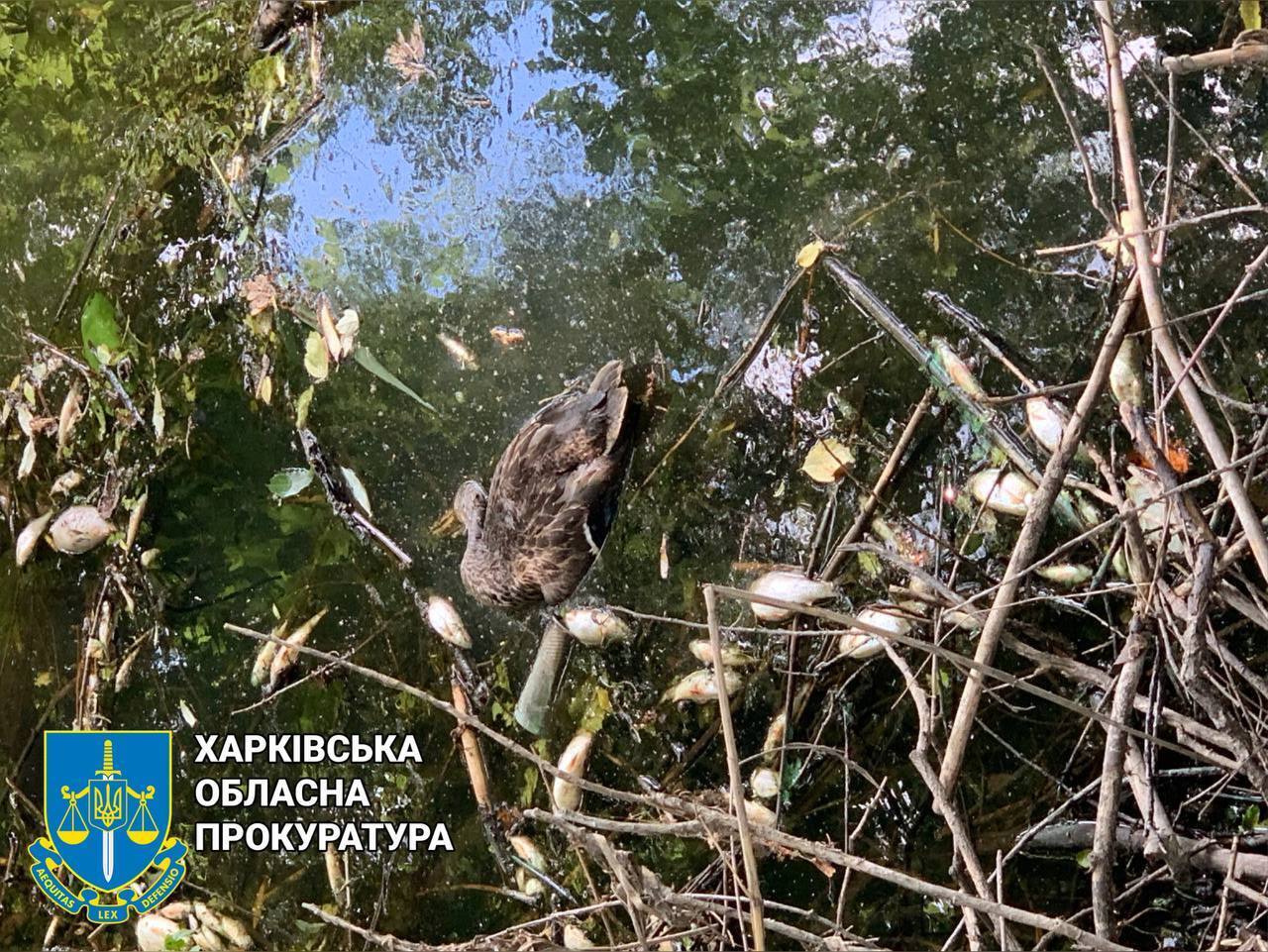 На Харківщині масовий мор риби: у воді виявлено масляні плями. Фото