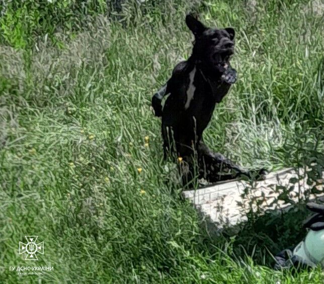 На Київщині бійці ДСНС врятували собаку, який упав у комунікаційну шахту. Фото