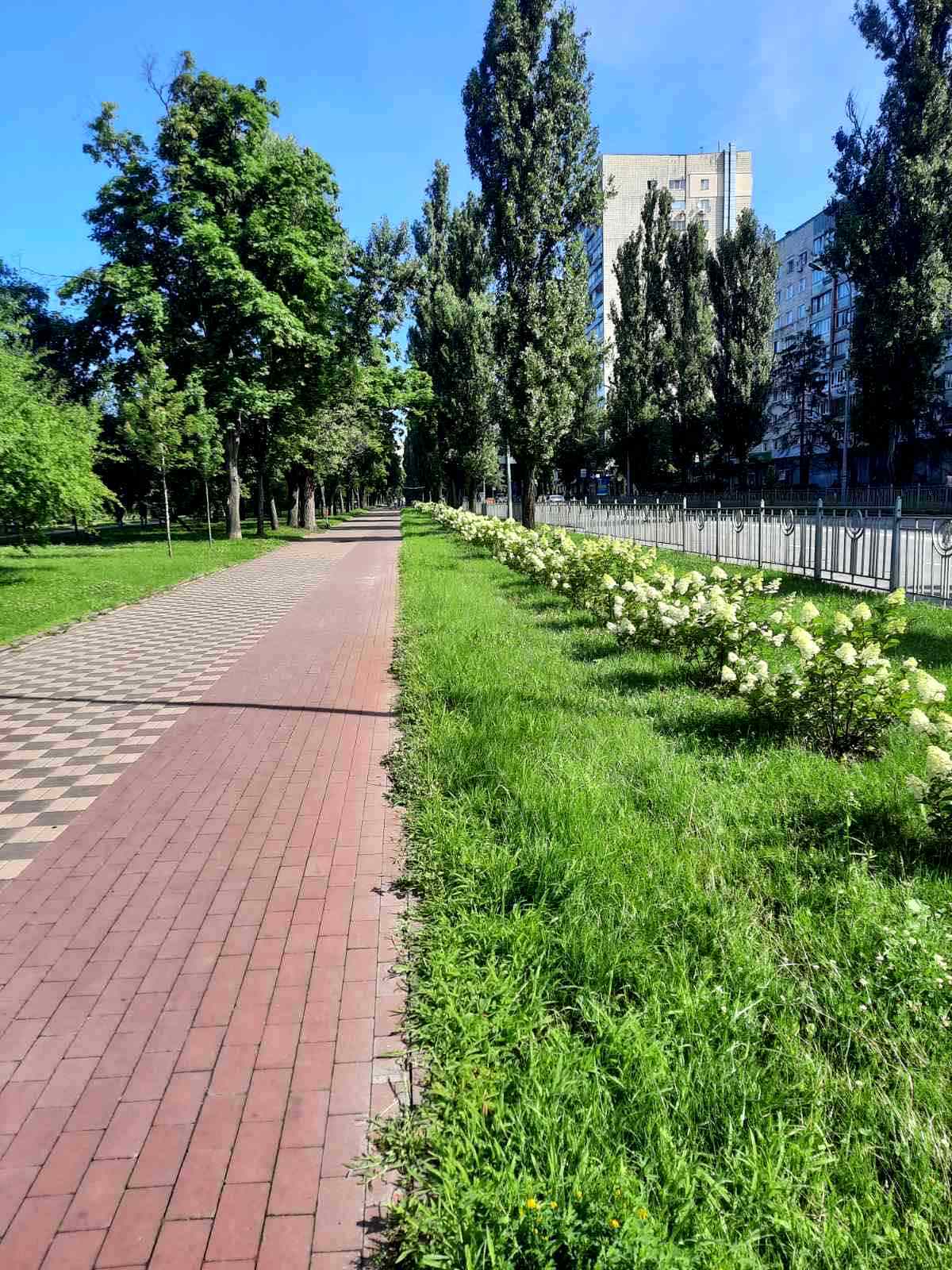 В Киеве начала цвести аллея гортензий протяженностью почти километр: где можно увидеть красоту. Фото