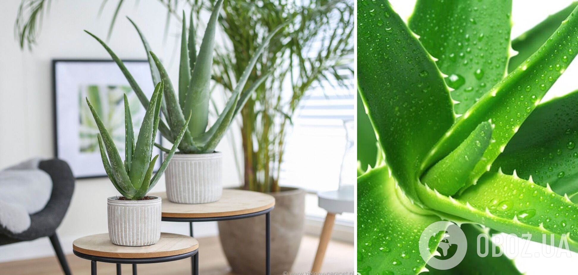 Які кімнатні рослини поглинають тепло: підбірка природних охолоджувачів